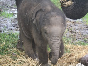 Coorg, Dubare Elephant Camp